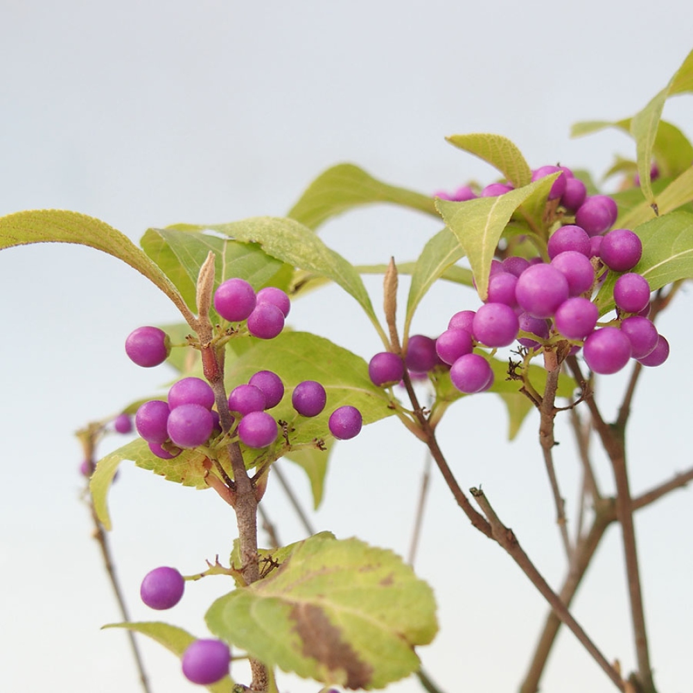 Vonkajší bonsai – krásnoplodka – Callicarpa bodinierova profusion