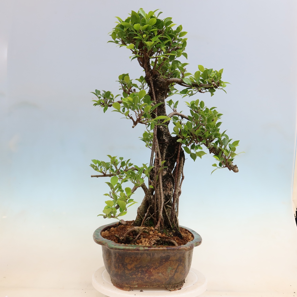 Izbové bonsaje - Ficus kimmen - drobnolistý fikus