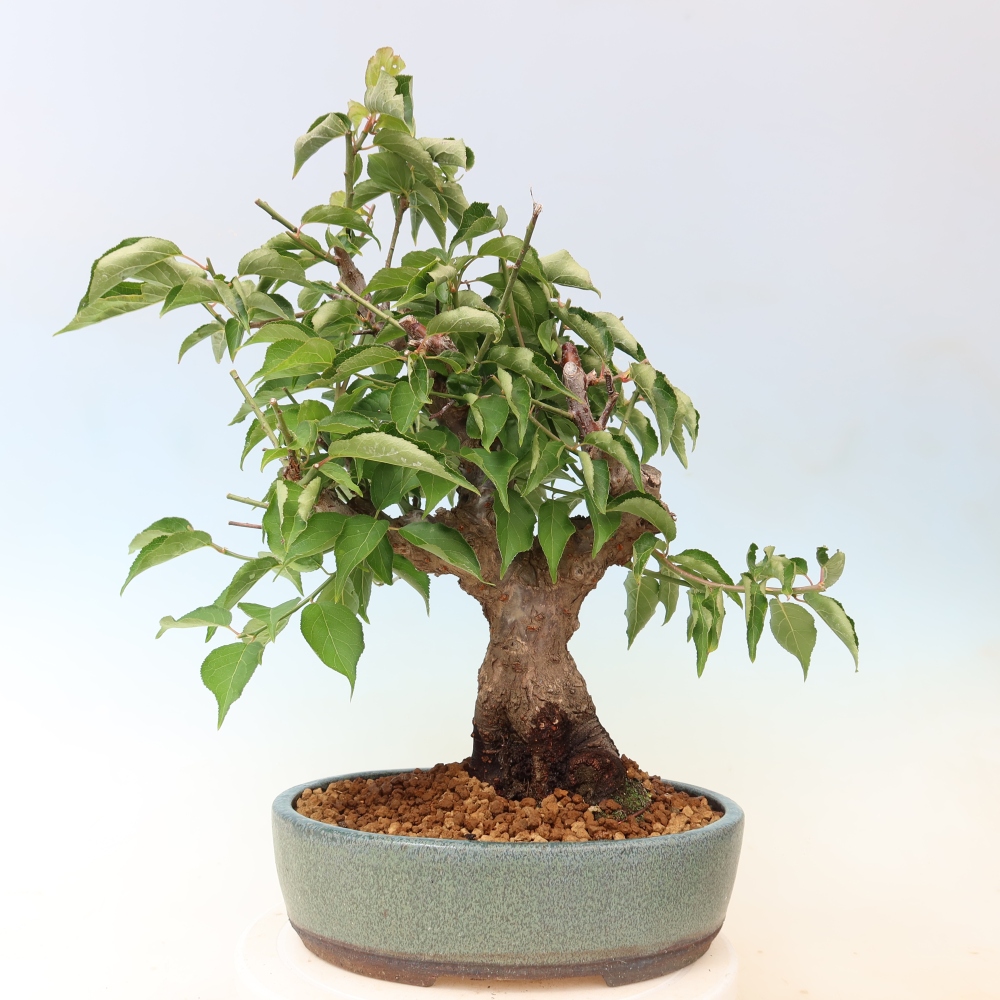 Vonkajšie bonsaje – Japonská marhuľa – Prunus Mume