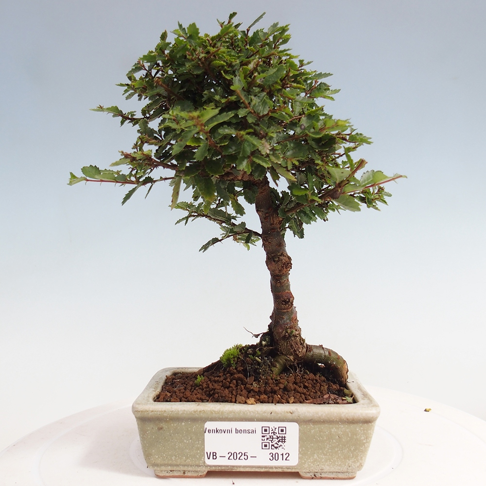 Vonkajší bonsai - Ulmus parvifolia Sagei - Malolistý brest
