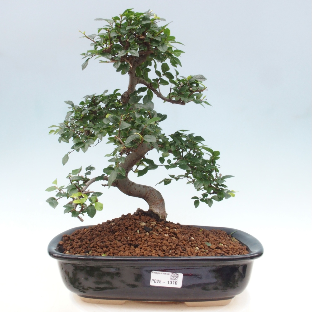 Izbová bonsai - Ulmus parvifolia - Malolistý brest