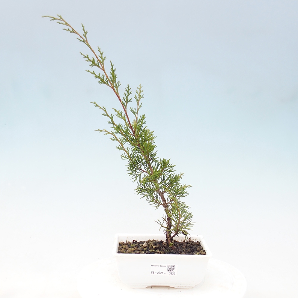 Vonkajší bonsai - Juniperus chinensis Itoigawa -Jalovec čínsky