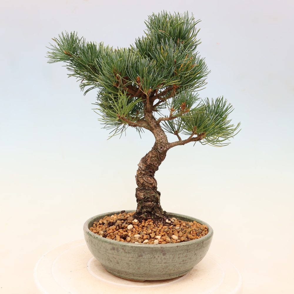 Vonkajšie bonsaje - Pinus parviflora - Pinus parviflora