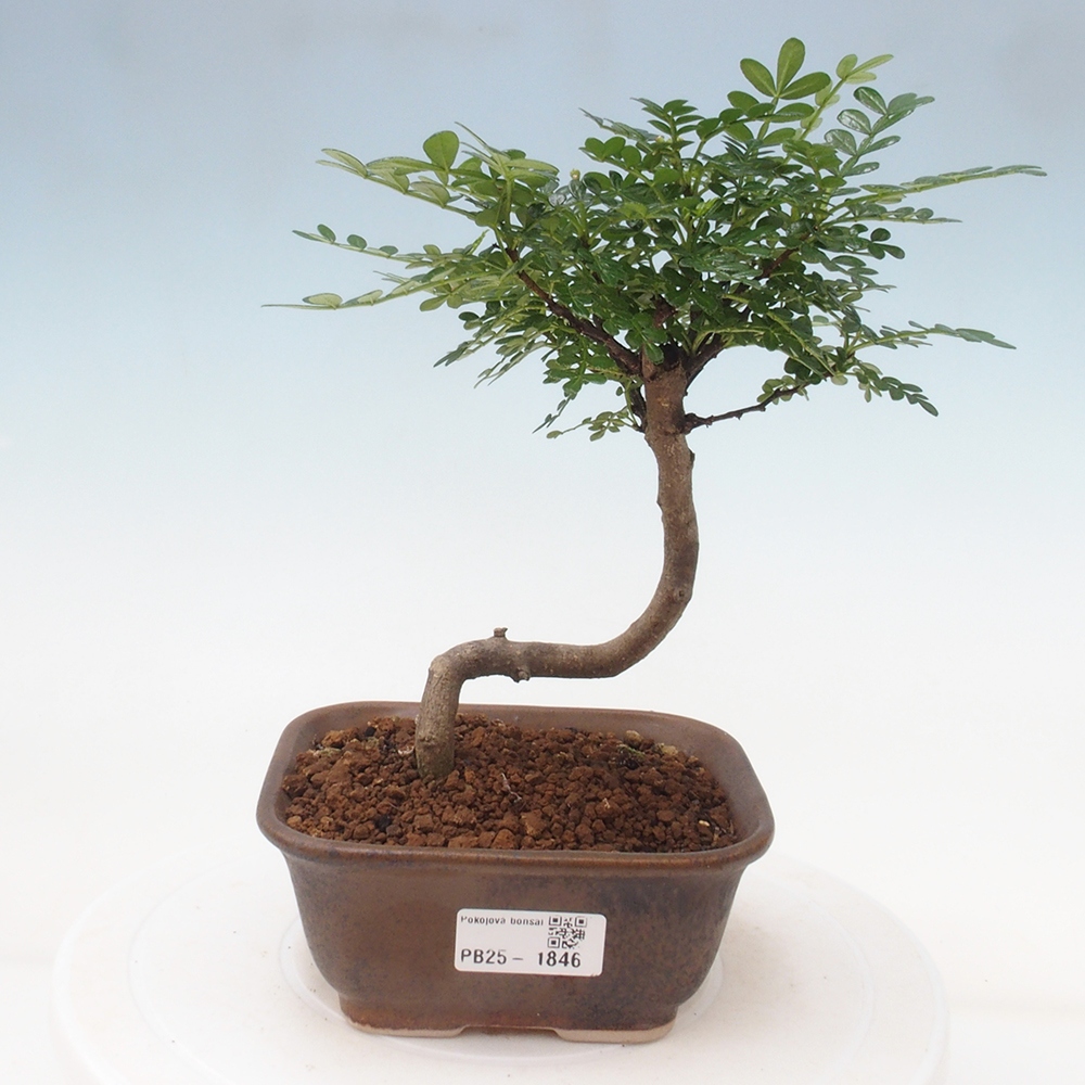 Izbová bonsai - Zantoxylum piperitum - piepor