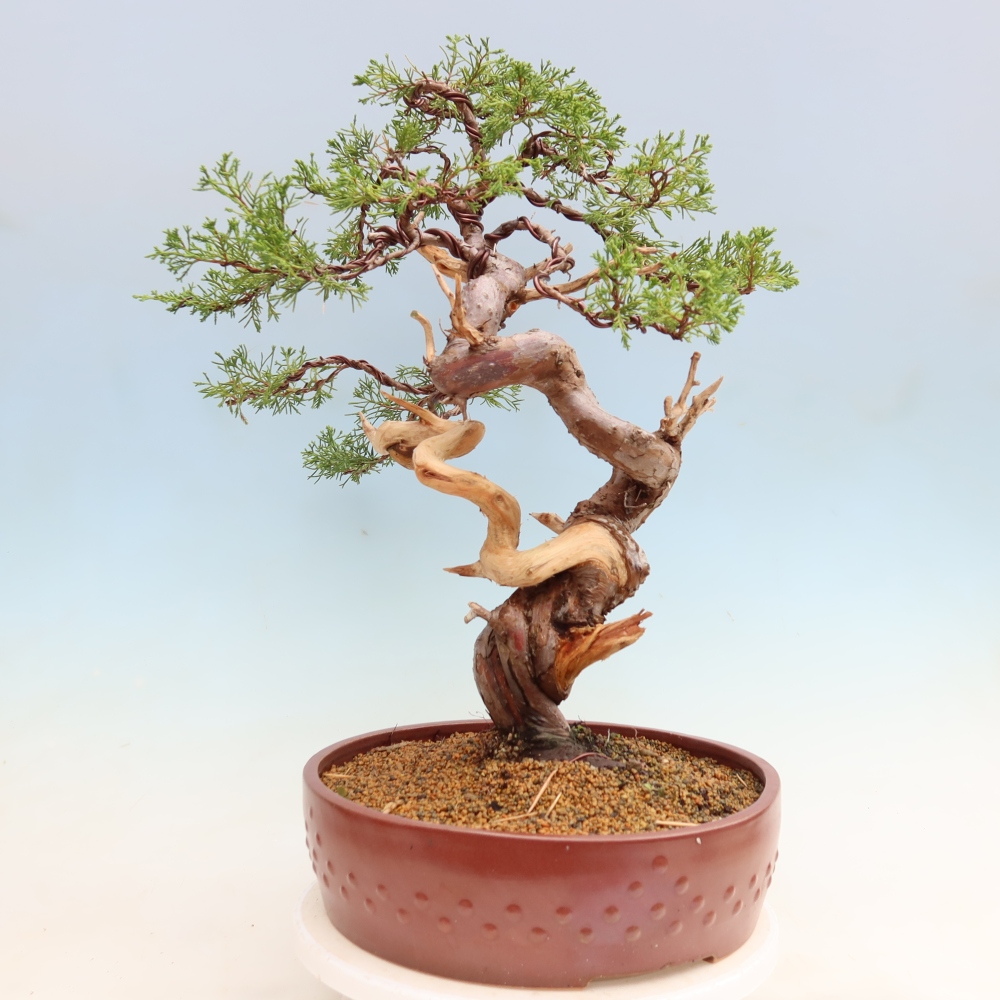 Vonkajší bonsai – Juniperus chinensis Itoigawa – čínsky jalovec