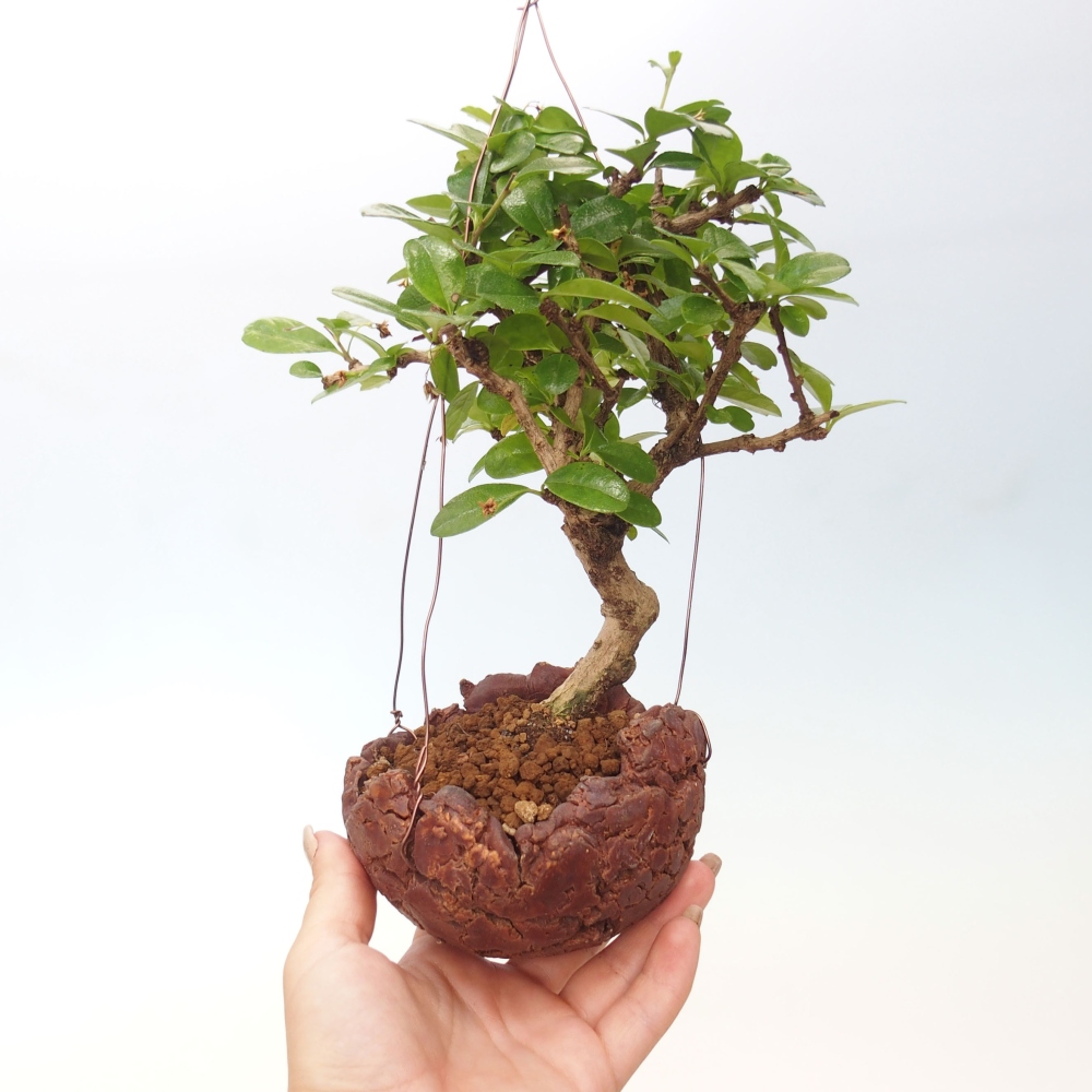 Kokedama v keramike - Čaj-fuki - Carmona macrophylla