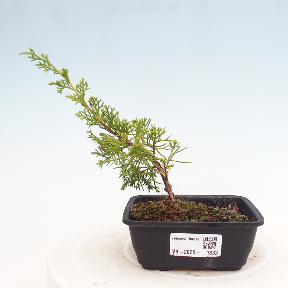 Vonkajší bonsai - Juniperus chinensis Itoigawa -Jalovec čínsky
