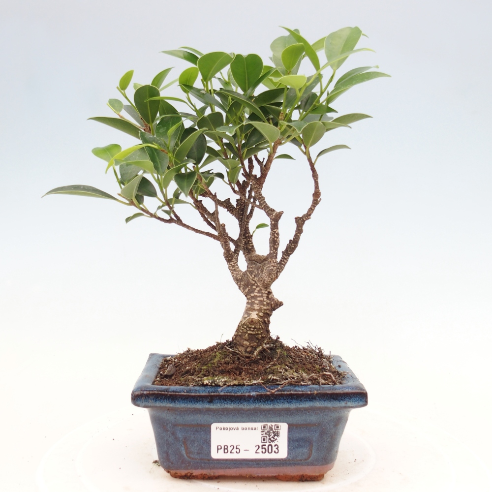 Izbová bonsai - Malolistý fikus - Ficus kimmen