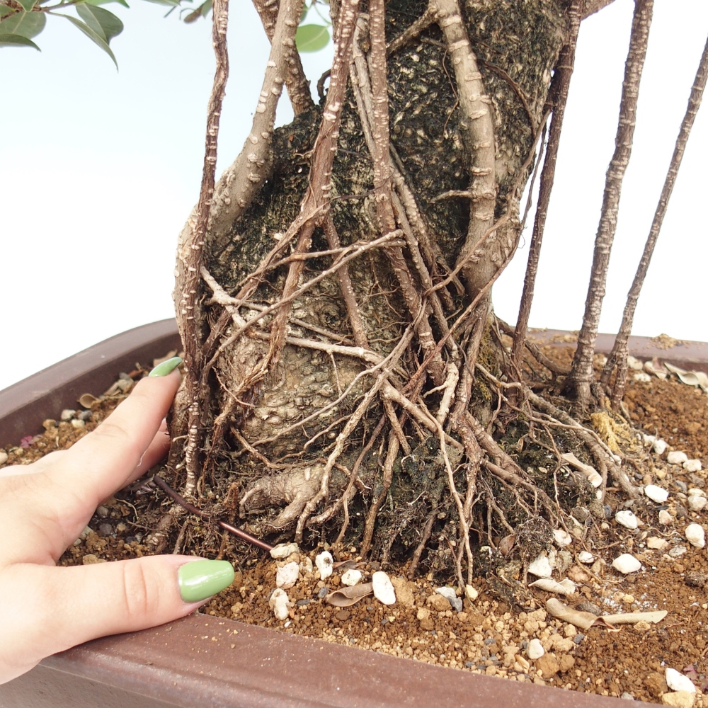 Izbový bonsaj - Ficus kimmen - drobnolistý fikus - len osobný odber alebo preprava na paletách