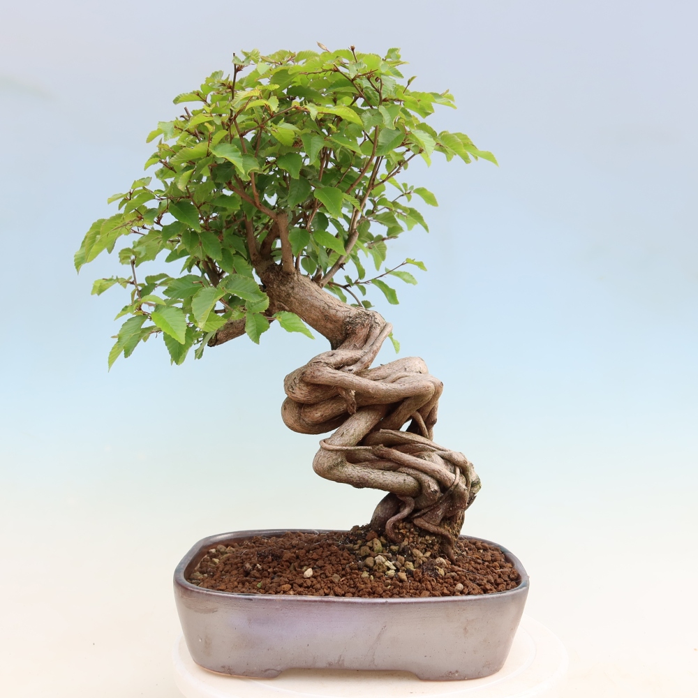 Vonkajší bonsaj -Carpinus coreana - Hrab kórejský