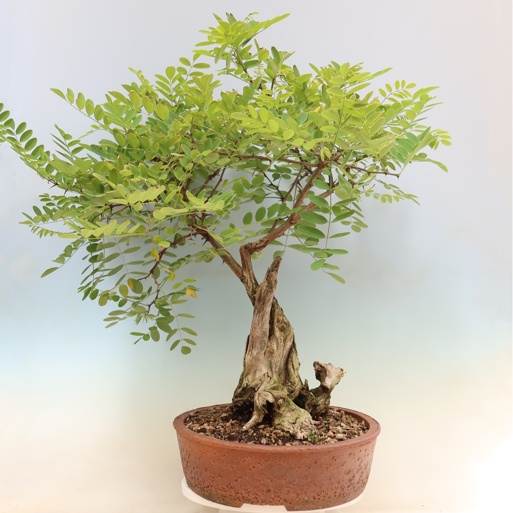 Vonkajší bonsai – trnovník akát – Robinia pseudoacacia