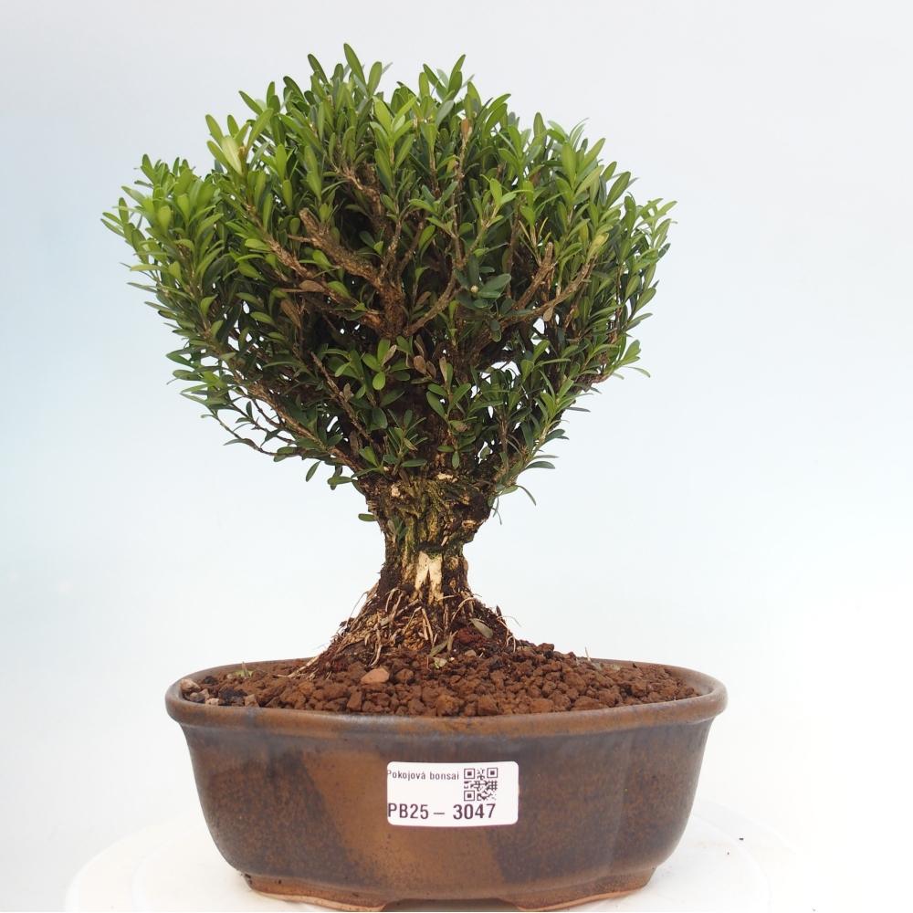 Izbová bonsai - Buxus harlandii - korkový buxus