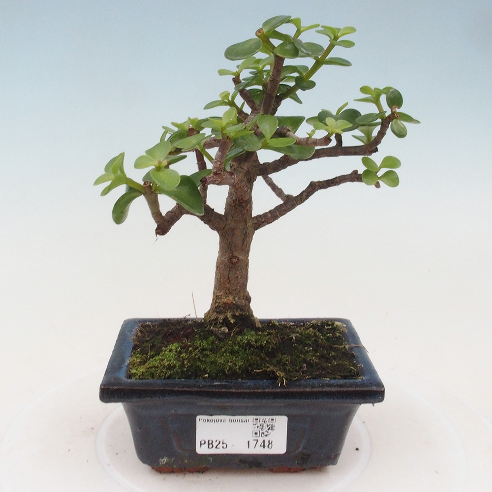 Izbová bonsai - Portulakaria Afra - Tlustice