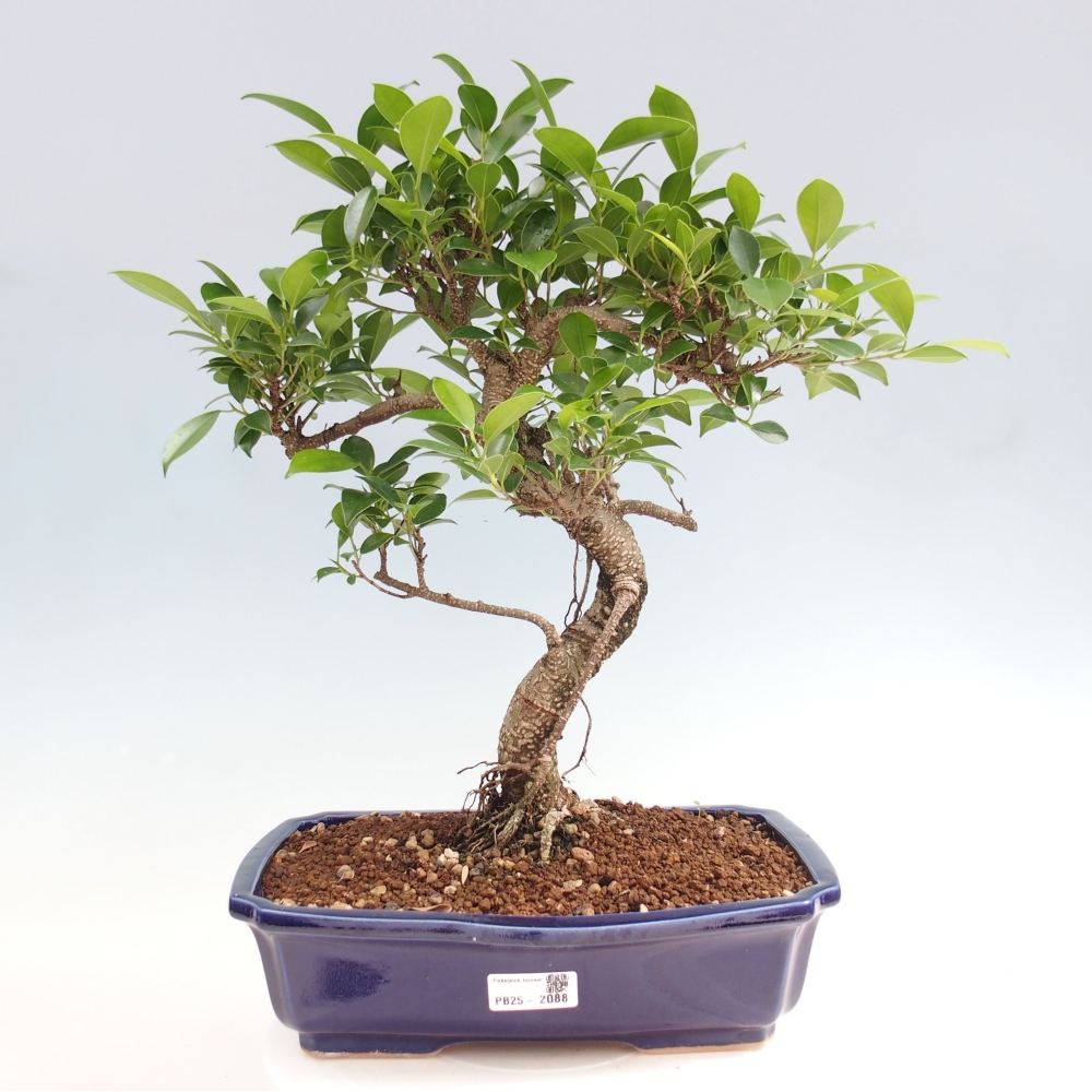 Izbová bonsai - Ficus kimmen - malolistý fikus