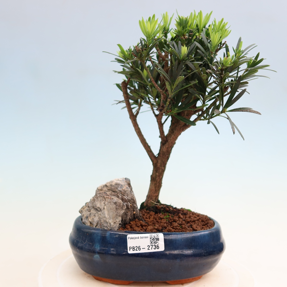 Izbové bonsaje - Podocarpus - Kamenný tis