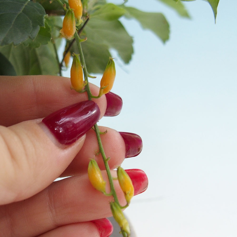 Izbový bonsaj - Duranta erecta Aurea