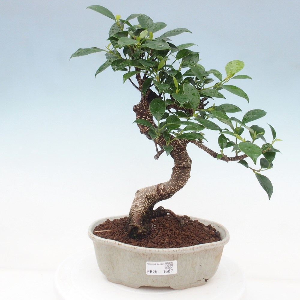 Izbová bonsai - Ficus retusa - malolistá fikus
