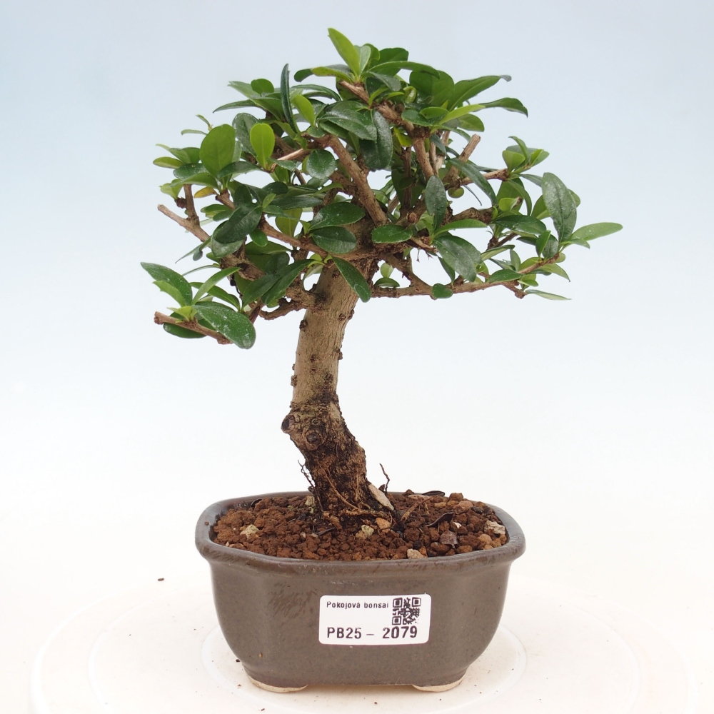 Izbová bonsai - Carmona macrophylla - Čaj fuki