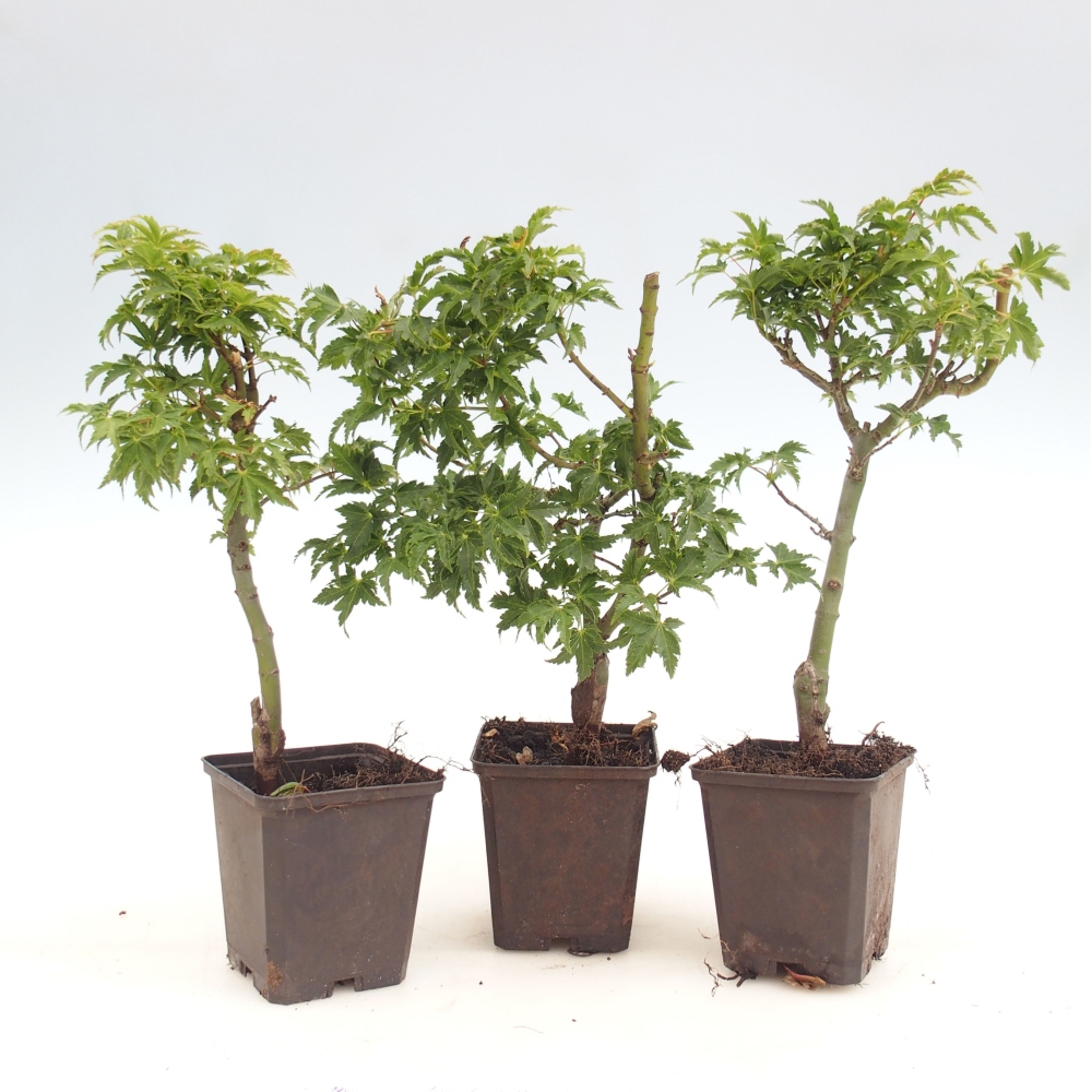 Vonkajšia bonsaj -Javor palmový - Acer palmatum Shishigashira v kontajneri