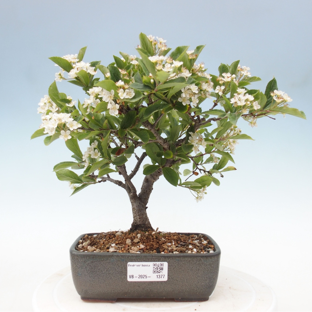 Vonkajšia bonsai - Blýskalka chlpatá - Photinia villosa