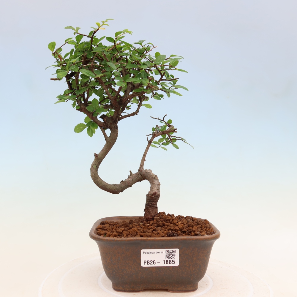 Izbový bonsaj - Ulmus parvifolia - brest malolistý