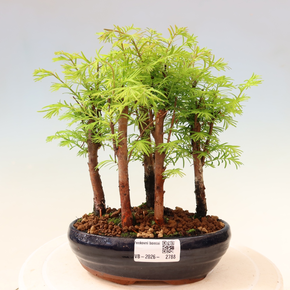 Vonkajší bonsai – Metasequoia glyptostroboides – čínska metasekvoja – hájik