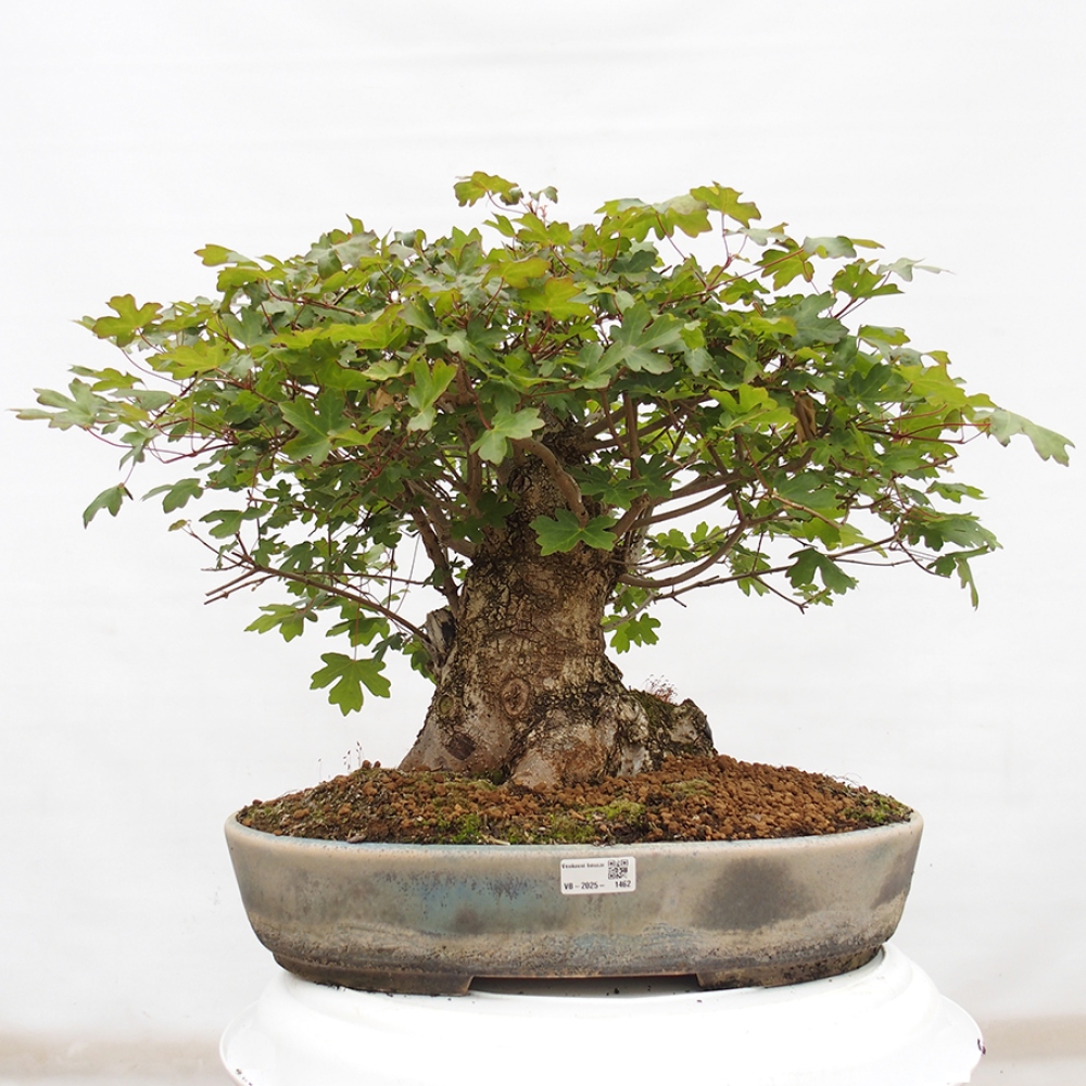 Vonkajší bonsai -Javor babyka - Acer campestre