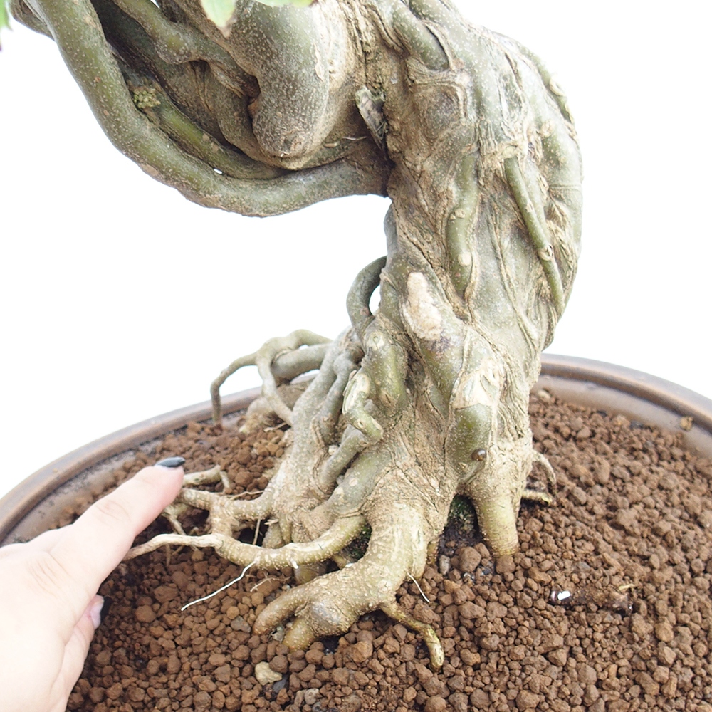 Vonkajšie bonsai - Javor Buergerianum - Javor Burgerův