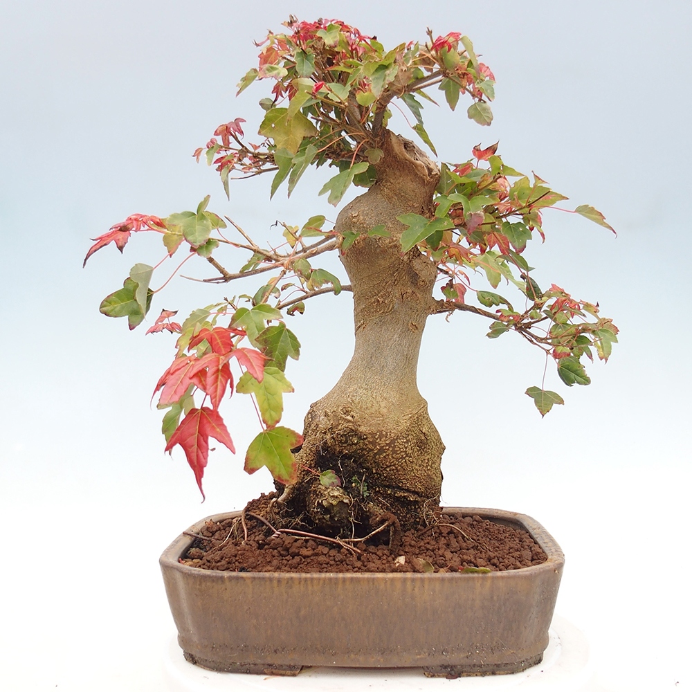 Vonkajšie bonsai - Javor Buergerianum - Javor Burgerův