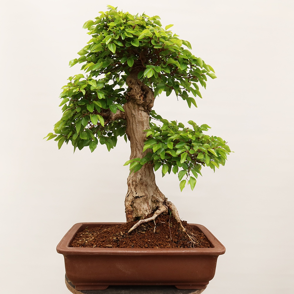 Vonkajší bonsai -Carpinus Coreana - Hrab kórejský