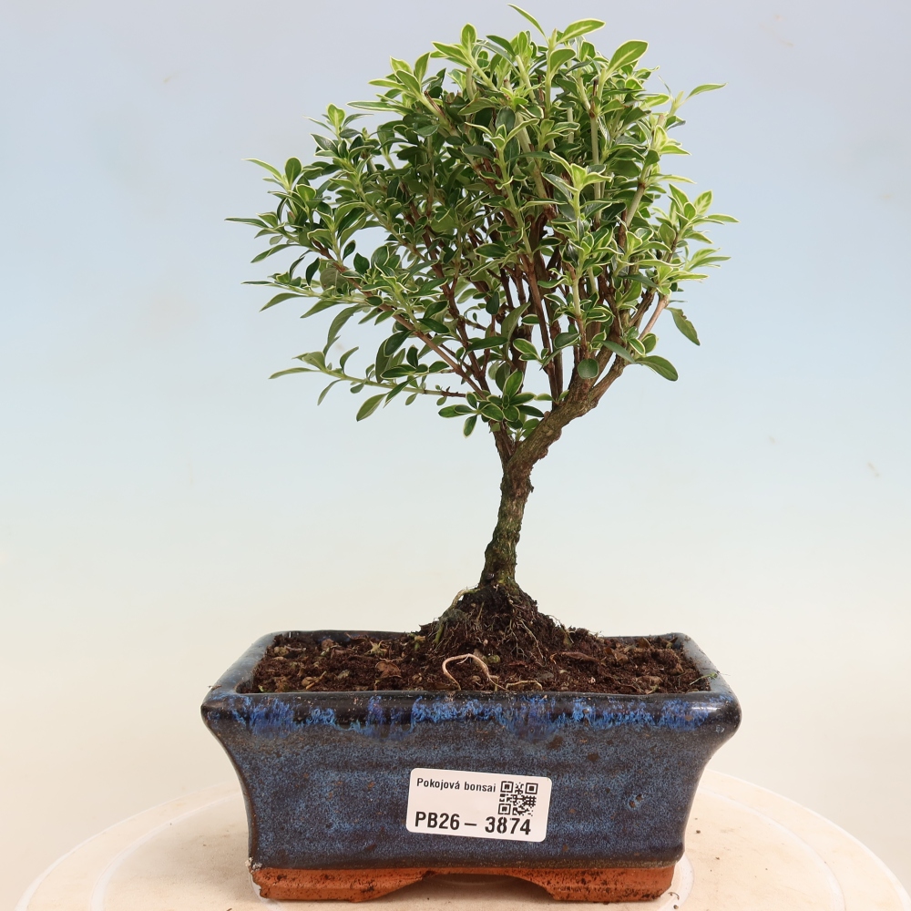 Izba bonsai – Serissa foetida Variegata – Strom tisíc hviezd