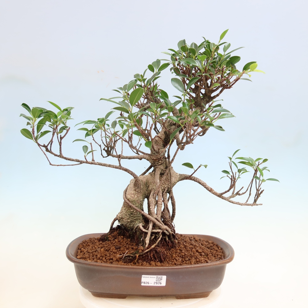 Izbové bonsaje - Ficus kimmen - drobnolistý fikus