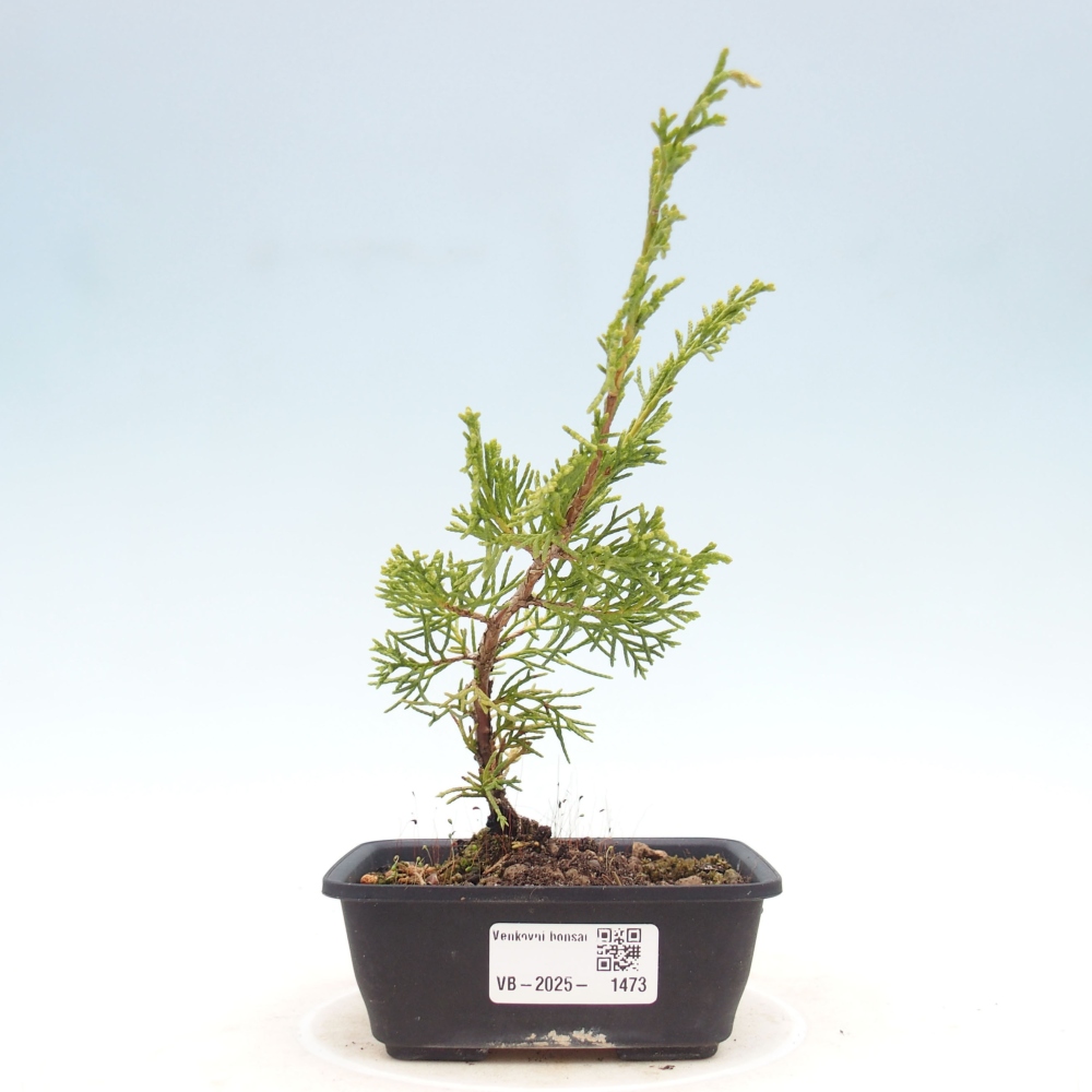 Vonkajší bonsai - Juniperus chinensis Itoigawa -Jalovec čínsky