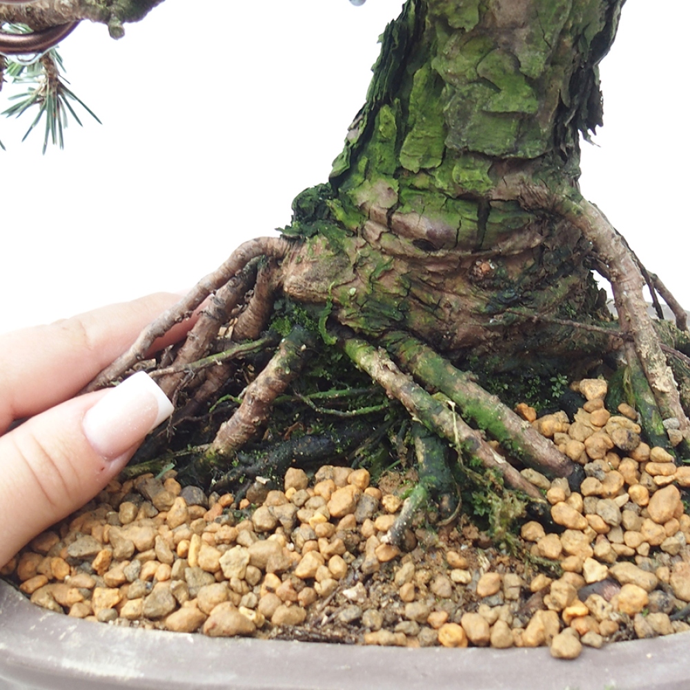 Vonkajšia bonsaj - Pinus thunbergii Kotobuki - borovica Thunbergova