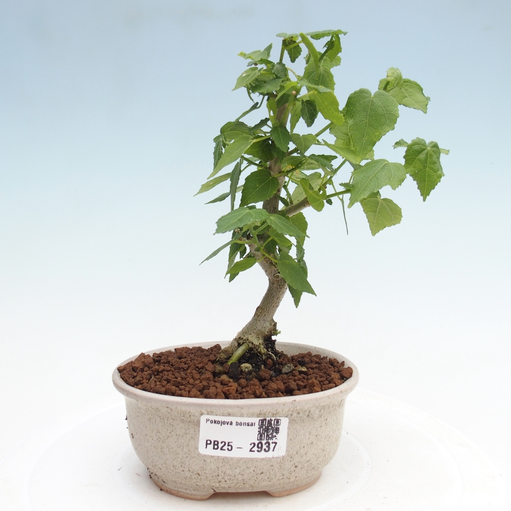 Izbová bonsai - Malvaviscus arboreus - ibištekovec drevnatý