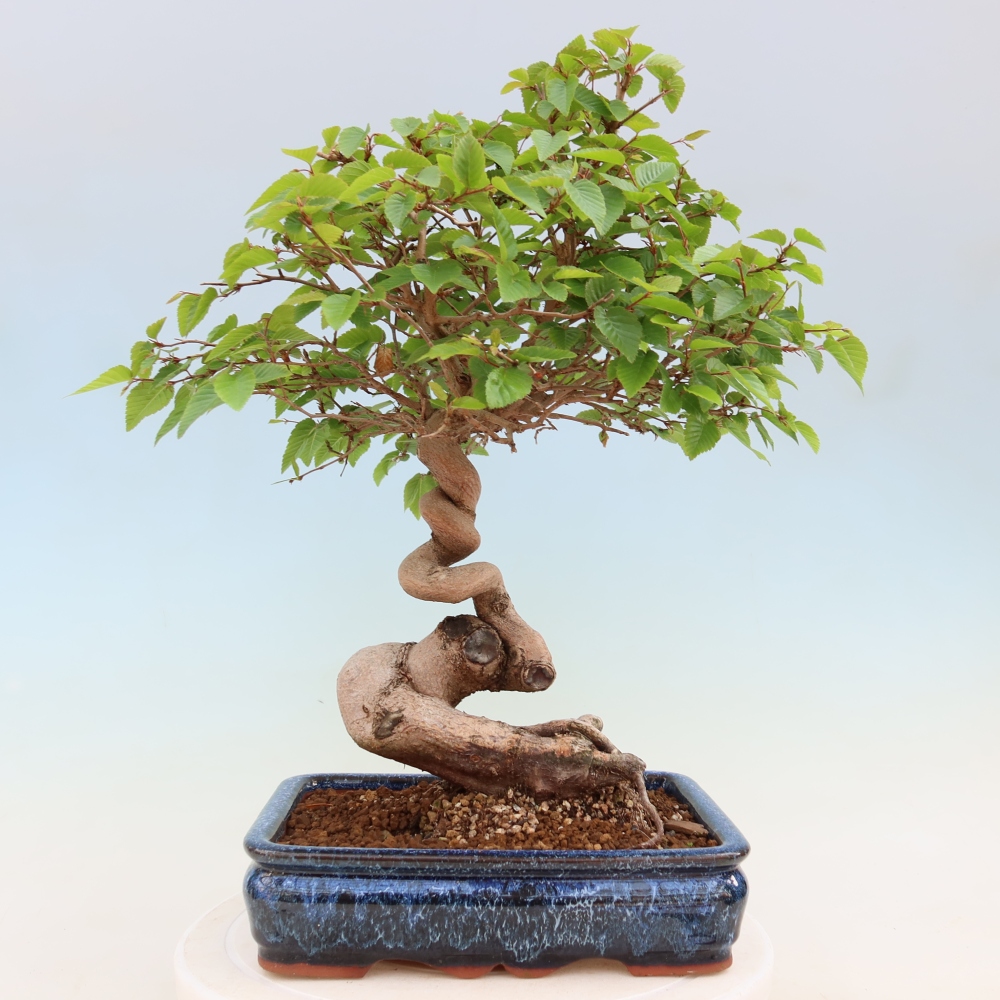 Vonkajší bonsaj -Carpinus coreana - Hrab kórejský