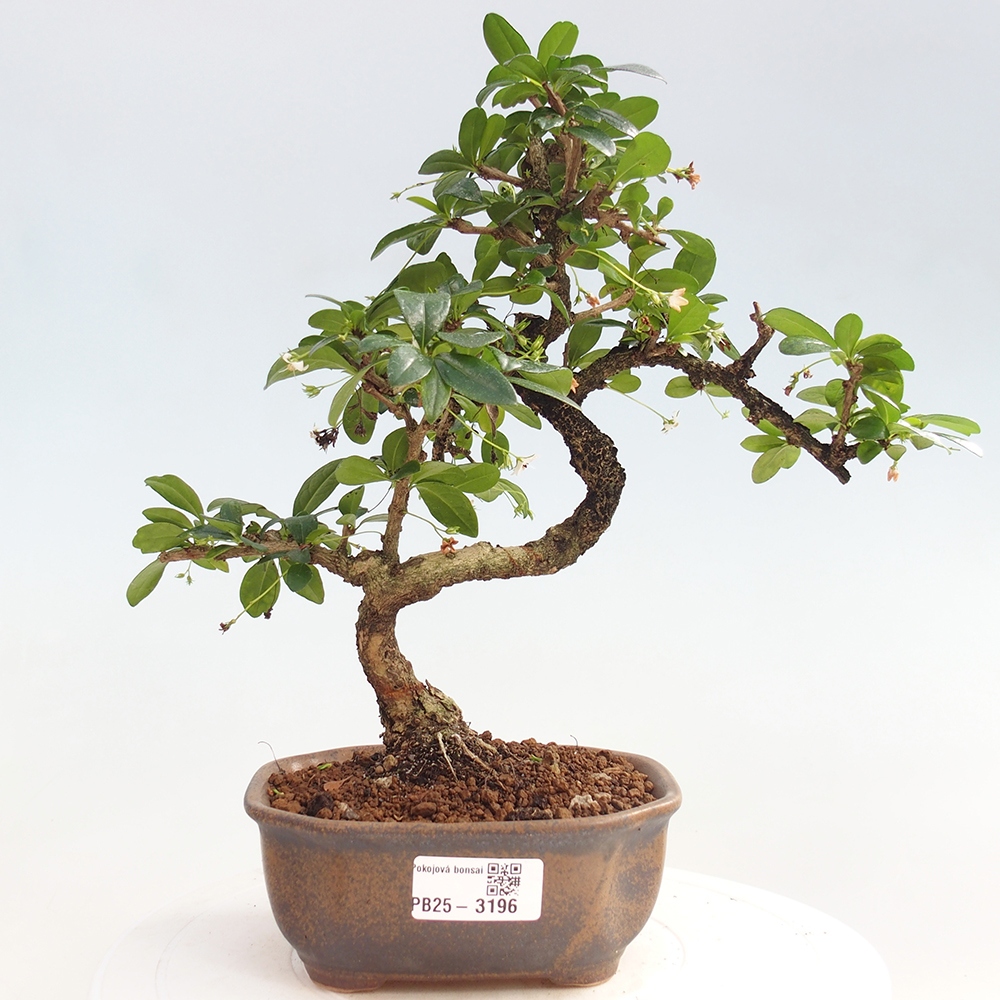Izbová bonsai - Carmona macrophylla - Čaj fuki