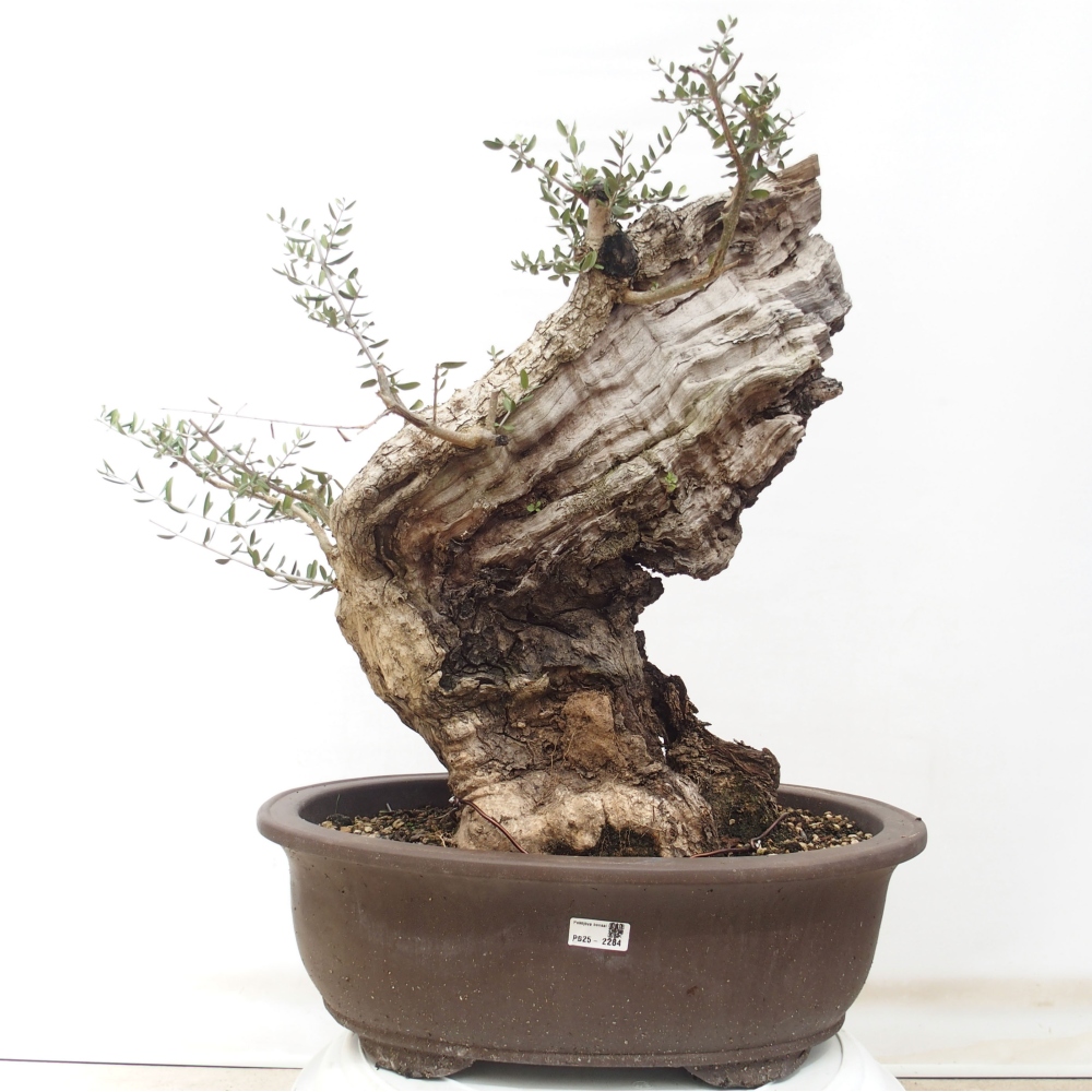 Izbová bonsai - Olea europaea sylvestris -Oliva evropská drobnolistá