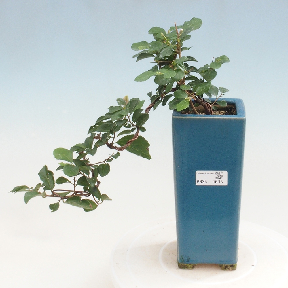 Izbová bonsai - Grewia occidentalis - Hviezdica levanduľová