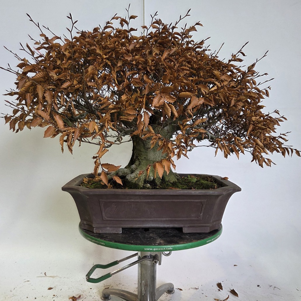 Vonkajšie bonsai -Fagus crenata