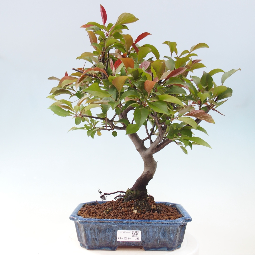 Vonkajší bonsai -Malus domestica - Maloplodá jabloň červenolistá