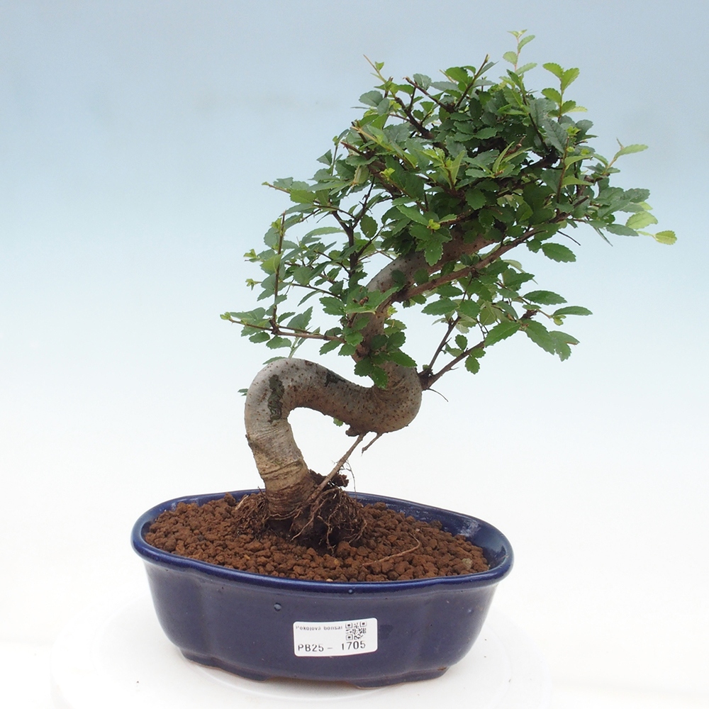 Izbová bonsai-malolistá brest 