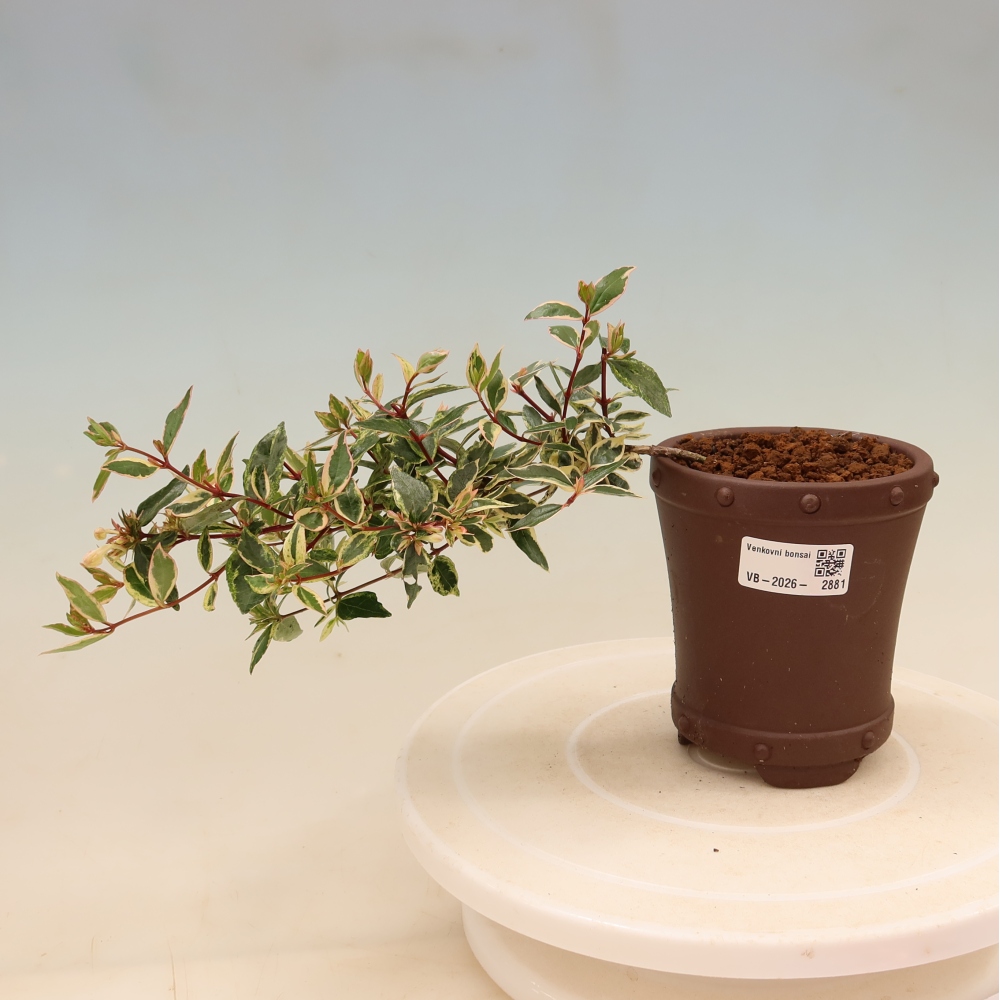 Vonkajší bonsai – Abelia gr. Confetti – Abélie veľkokvetá