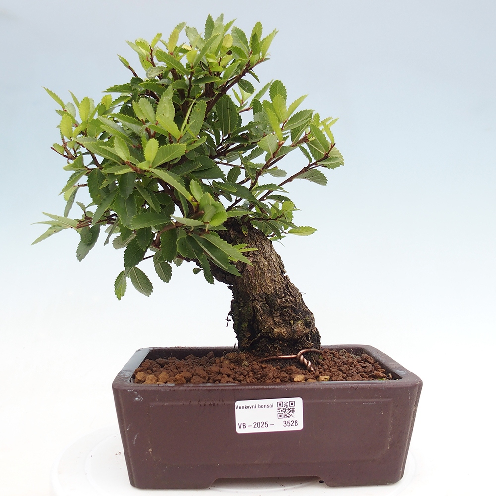 Vonkajšie bonsai - Zelkova - Zelkova serrata