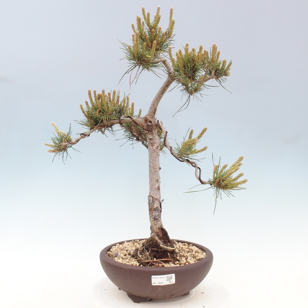 Vonkajšie bonsai - Pinus Sylvestris - Borovica lesná