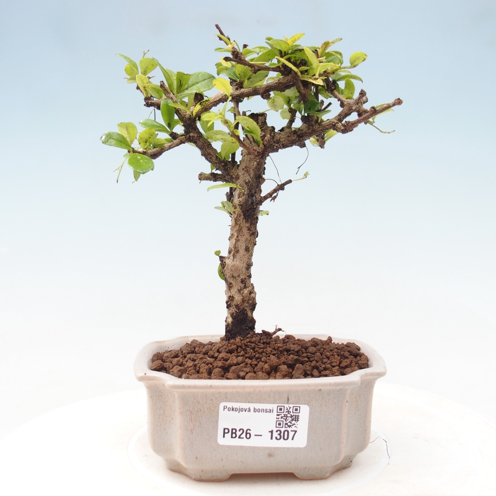Izbové bonsaje - Carmona macrophylla - Tea fuki