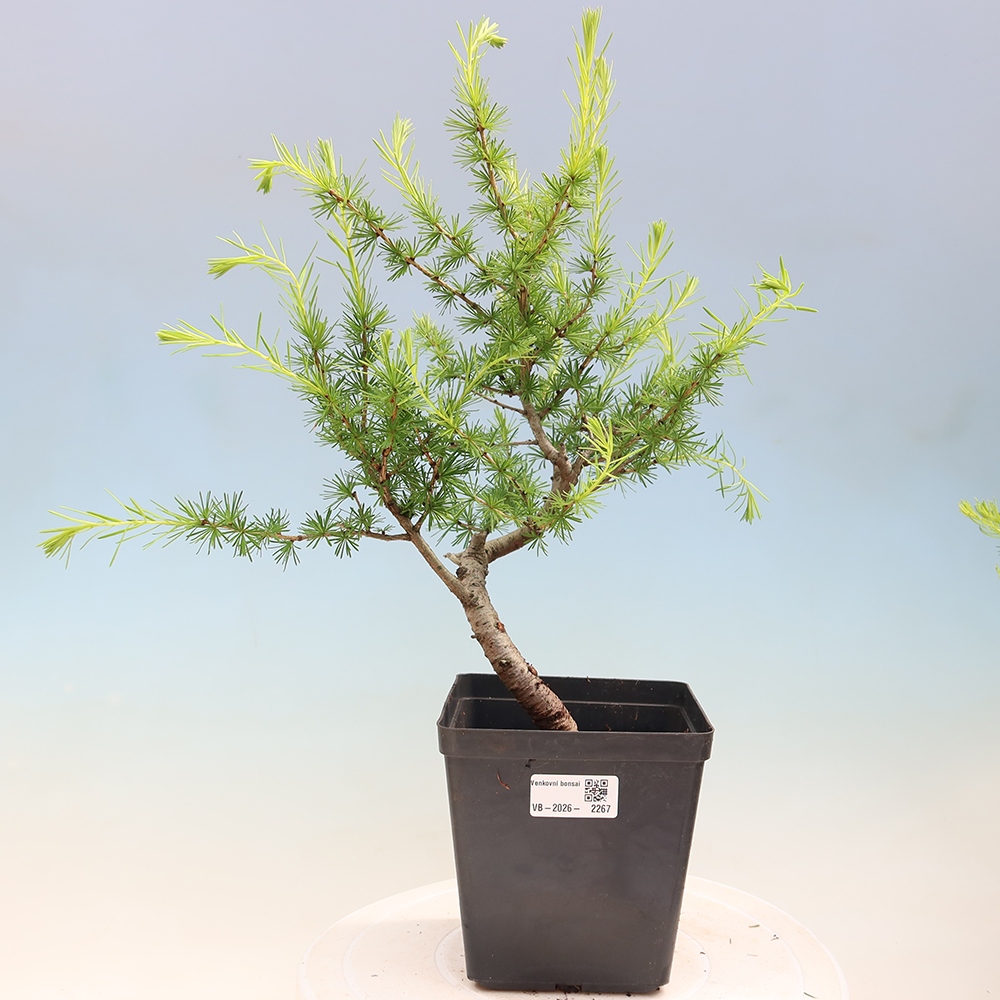 Vonkajšie bonsaje -Larix decidua - Smrekovec