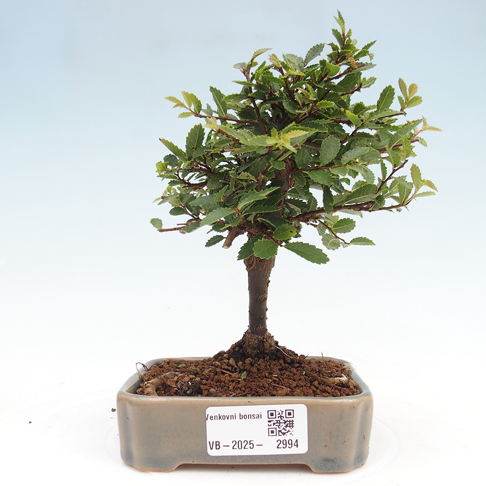 Vonkajší bonsai - Ulmus parvifolia Sagei - Malolistý brest