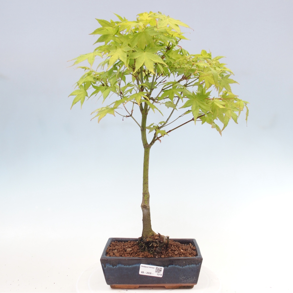 Acer palmatum Aureum - Zlatý javor
