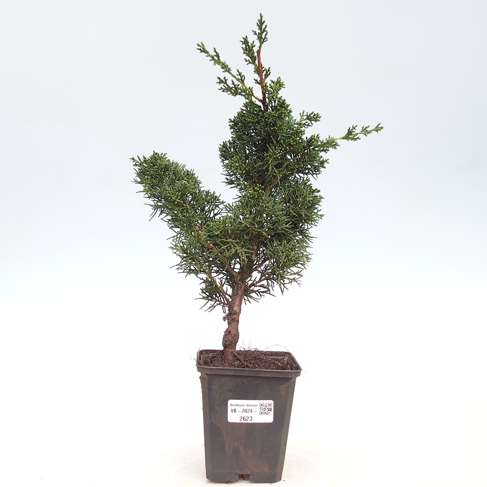 Vonkajšie bonsai - Juniperus chinensis Kishu -Jalovec čínsky